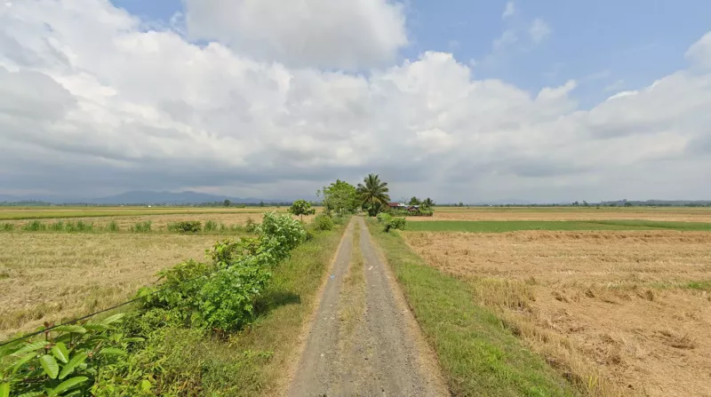Flat Rice Fields