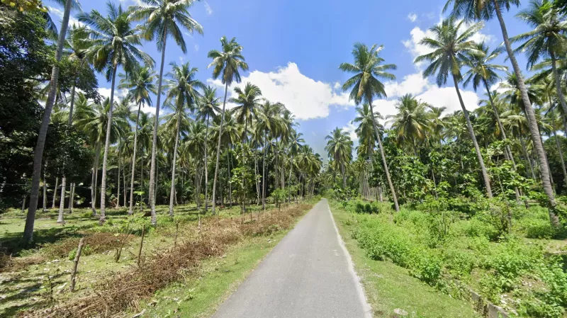 Organized Coconut Palm Groves