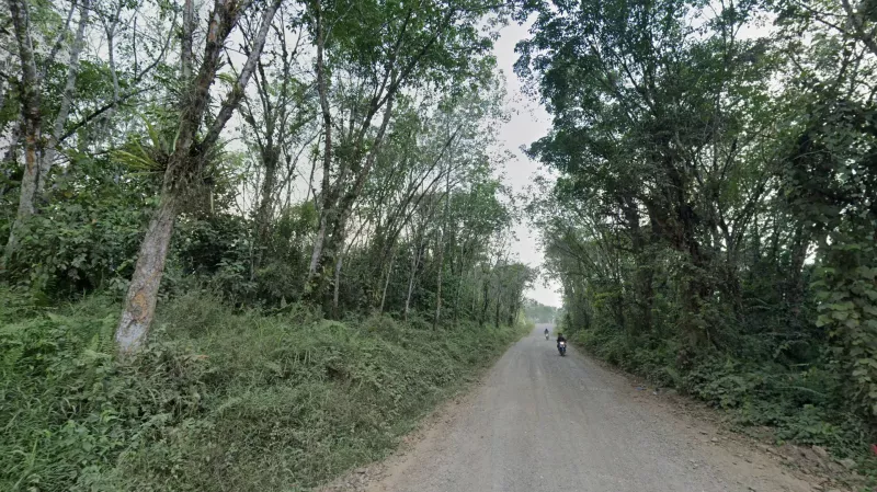 Scattered Rubber Trees