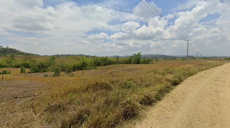 Huge Fern Hills