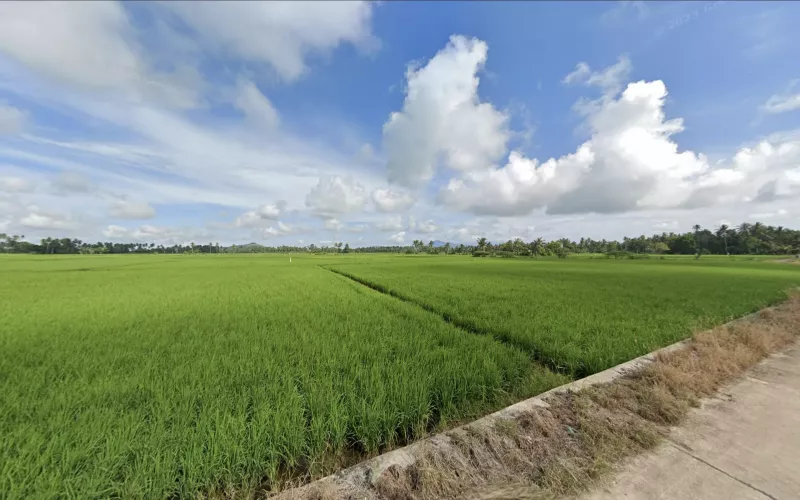 Danau Tempe Flat Rice Fields
