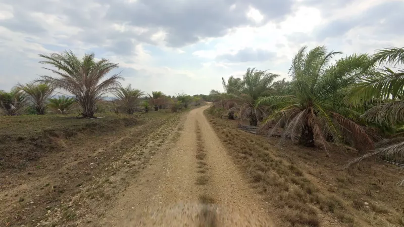 Oil Palm Roads