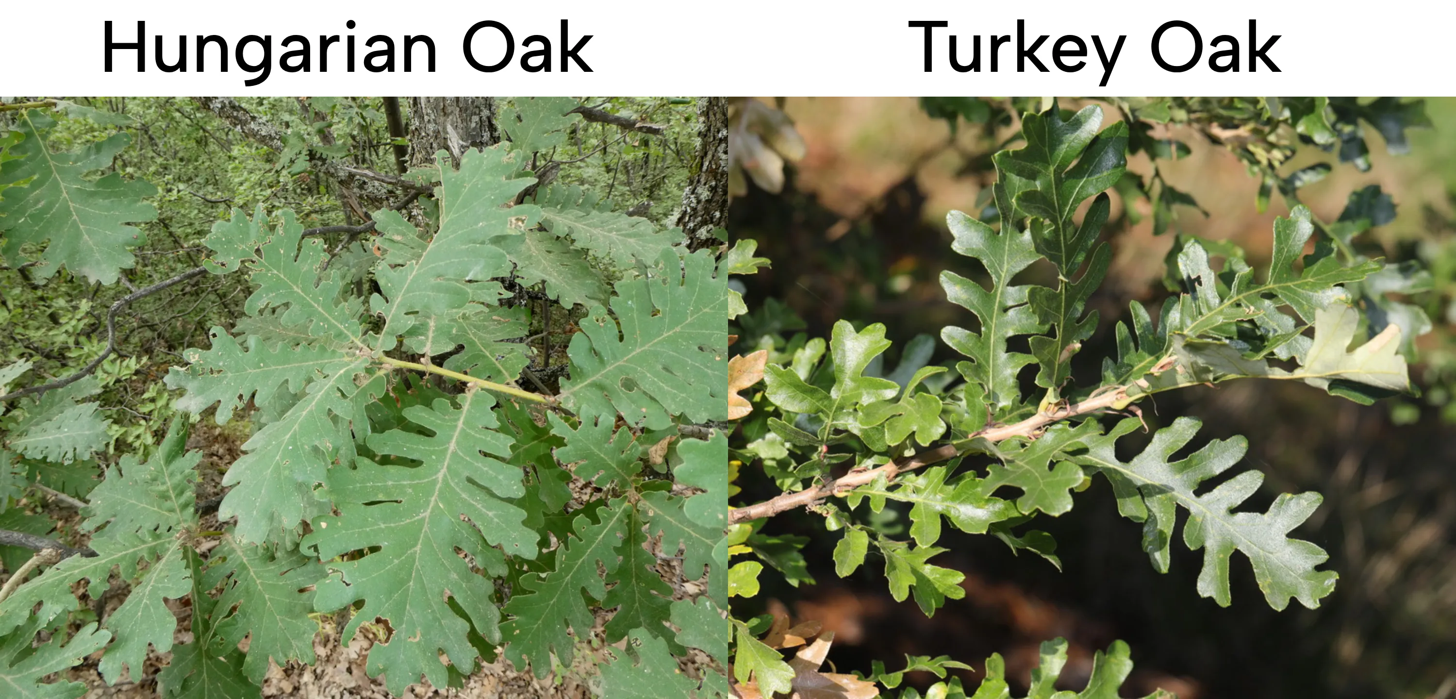 hungarian oak info